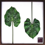 《リーフパネル》Elephant ear leaf(エレファント イア リーフ) タイプ2 【サイズ 625x625x30mm】