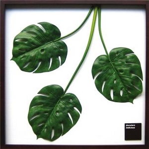 iX s[tpltMonstera deliciosa(Xe fVIT) ^Cv3 yTCY 625x625x30mmz摜1