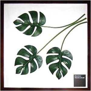 iX s[tpltMonstera deliciosa(Xe fVIT) ^Cv4 yTCY 525x525x30mmz摜1