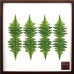 《リーフパネル》Rumohra adiantiformis(レザーファーン)