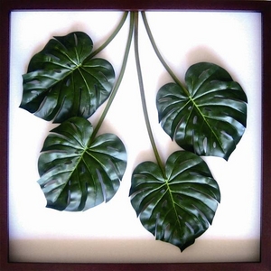 iX s[tpltMonstera deliciosa(Xe fVIT) ^Cv5 yTCY 1040x1040x80mmz摜1