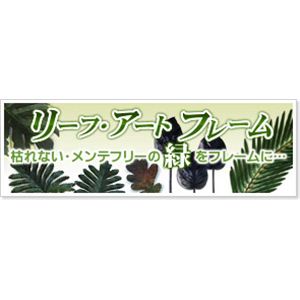 風景専門店あゆわら 《リーフパネル》Adiantum raddianun(アジアンタム) タイプ2 【サイズ 625x625x30mm】イメージ小