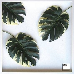 iX s[tpltMonstera deliciosa(Xe fVIT) ^Cv6 yTCY 625x625x30mmz摜1