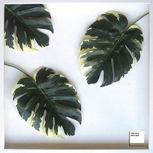 �s�󂠂�����t�s���[�t�A�[�g�tMonstera deliciosa(�����X�e�� �f���V�I�T)