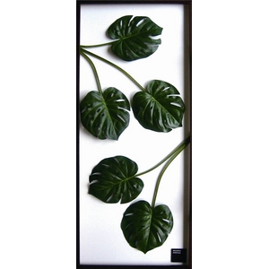 iX s[tpltMonstera deliciosa(Xe fVIT) ^Cv10 yTCY 570x1375x30mmz摜1