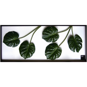 iX s[tpltMonstera deliciosa(Xe fVIT) ^Cv11 yTCY 1375x570x30mmz摜1