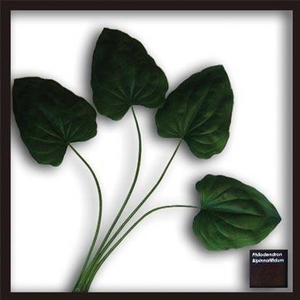 �s���[�t�p�l���tHosta.cv(�M�{�E�V/�[���)