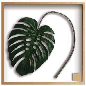 iX s[tpltMonstera deliciosa(Xe fVIT) ^Cv14 yTCY 840x840x50mmz摜1