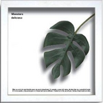 《リーフアート》F-style Frame Monstera deliciosa(モンステラ デリシオサ)