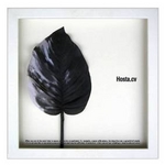 《リーフアート》F-style Frame Hosta cv / sumi(ホスタ/墨)