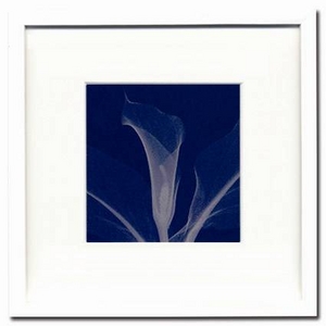 �sX-Ray(X��) �A�[�g�t���[���tCalla/Silver(small)(�J���[/��) Steven N.Meyers(�X�e�B�[�u����}�C���[�Y)
