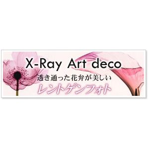 iX sX-Ray(X) A[gt[tDogwood Blossoms(ni~YL̉) Steven N.Meyers(XeB[uE}C[Y)摜4