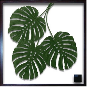 iX s[tpltF-style Frame Monstera deliciosa(XeEfVIT)摜1