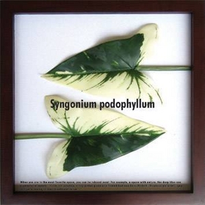 iX s[tpltF-style Frame Syngonium podophyllum(VSjEE|htB)摜1