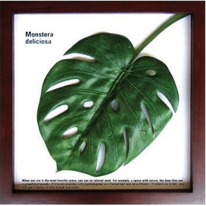 iX s[tpltF-style Frame Monstera deliciosa(XeEfVIT)摜1