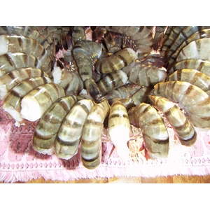 築地魚河岸から直送、魚河岸仲買人厳選の食材ブラックタイガー (1.8kg)