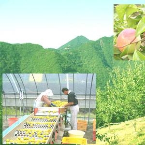 【訳あり】紀州南高梅・はねだし梅ハチミツ 500g×4