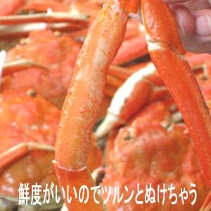 【身入り抜群のＡ級品！】今夜はカニパーティー！カナダ産ボイルズワイガニ姿　3ｋｇ（６匹）