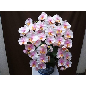 光触媒フラワーアート（造花）胡蝶蘭5本立ち　ピンク系　全高約70cm