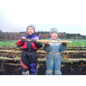 自然薯（1本 600〜700g）