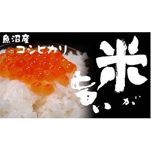 ���c���񂿂̋����Y�R�V�q�J��20kg�i10�����~2�܁j