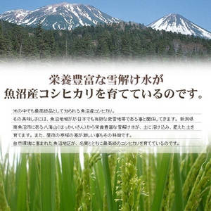 ���c���񂿂̋����Y�R�V�q�J��30kg�i30�����~1�܁j