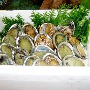 【訳あり】国産養殖アワビ500ｇ（20〜30個）