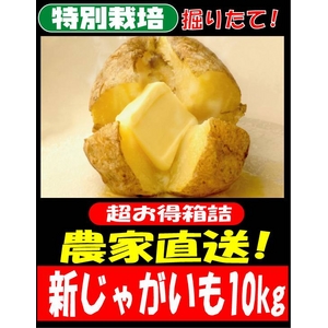 特別栽培農家直送「新じゃがいも」M〜2Lサイズ 10kg