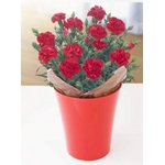 【4月30日10時で予約終了　毎年数十万件の出荷実績元から出荷】母の日メッセージカード付き　カーネーション レッド