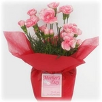 【母の日ギフト！5月5日まで！】カーネーション ライトピンク系 ラッピング　5号鉢