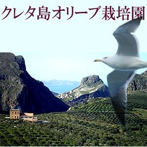 クレタ産エキストラバージンオーガニックオリーブオイル　2本セット