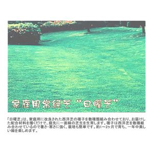家庭用常緑芝(種) 日曜芝 10〜13平米用