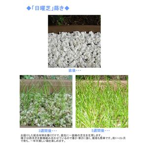 家庭用常緑芝(種) 日曜芝 10〜13平米用