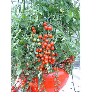 手軽に家庭菜園 家庭用水気栽培(ホームハイポニカ) 果菜 (かな)ちゃん ミニトマト種付き