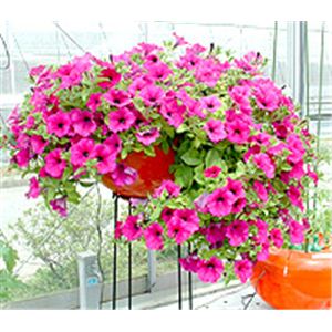 手軽に家庭菜園 家庭用水気栽培(ホームハイポニカ) 果菜 (かな)ちゃん ミニトマト種付き