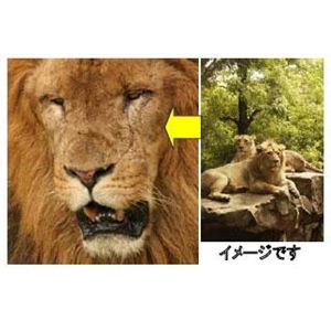 �o�Y�[�� ����a40mmBAZOOM �P�ዾ�E���ʃZ�b�g�摜���̂P�X�V��