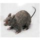 05145 Realistic Rat-attacking A A^bN bg摜ŏP
