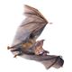 sunstar 05278 Hairy Flying Vampire Bat-M tCO opCA摜ŏP