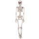 06917 Lifesize Plastic Hanging Skeleton nMO XPg摜ŏP