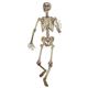 87283 Lifesize Posable Skeleton CtTCY |[Uu XPg摜ŏP