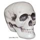 80689 Realistic Skull AXeBbN XJ摜ŏP
