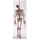 RUBIE'Si[r[Yj 2071 5ft Latex Skeleton摜ŏP