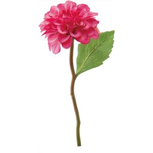 ダリアハウゼン BTY