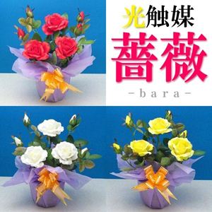 光触媒 薔薇（バラ） レッド（赤）