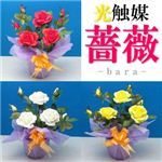 光触媒 薔薇（バラ） レッド（赤）