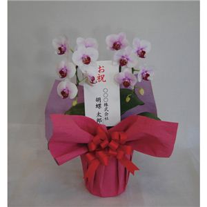 ~fBӒ2{g 2012071706~fB2{g g 13-0403-032摜Q