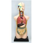 人体解剖模型（トルソー型）50cm