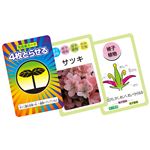 （まとめ）アーテック 植物のなかまカードゲーム 【×15セット】