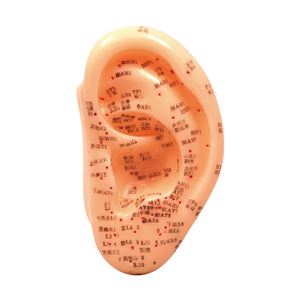 （まとめ）アーテック 耳経穴模型13cm 【×5セット】