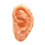 （まとめ）アーテック 耳経穴模型13cm 【×5セット】
